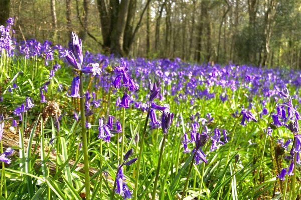 Bluebells on Ranmore