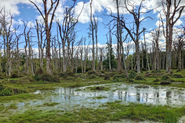 Drowned trees in the New Forest