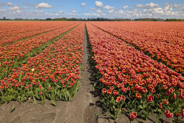 A fields of red tulips in the Netherlands with yellow highlights