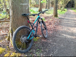 Jeffsy with the bluebells