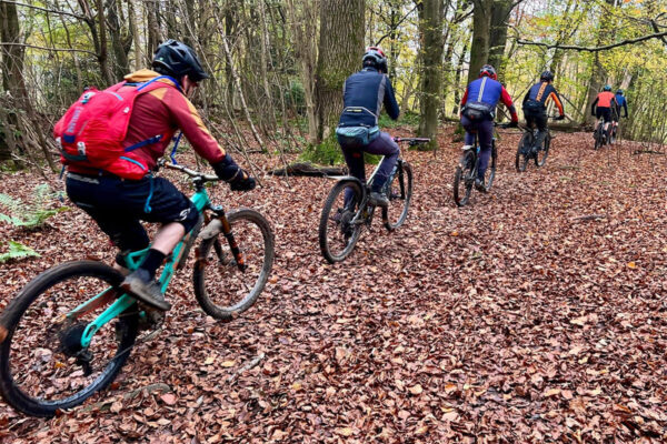 A line of moles riding through fallen beech leaves in Gatton Park