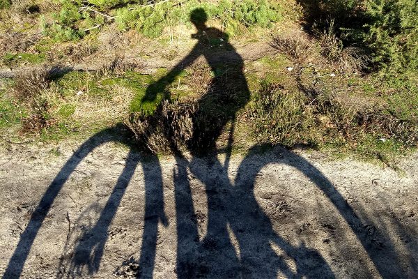 Long shadows at Frensham