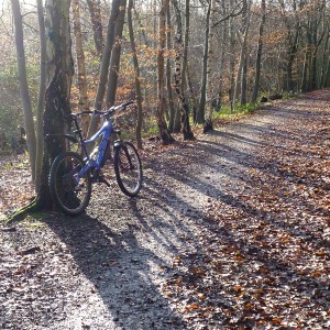 Updown Woods in early December 2011