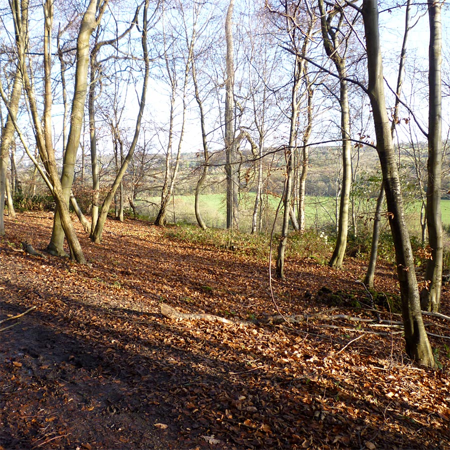 Updown Woods overlooking Givons Grove